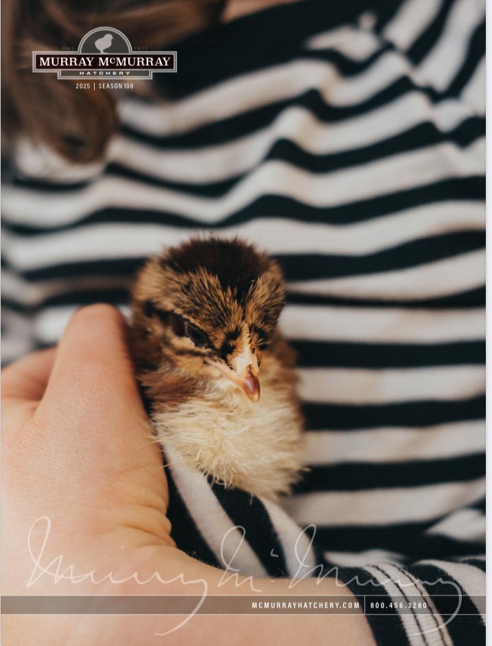 pefairy's tweet image. @MurrayMcMurray so my husband THOUGHT he hid the catalog 🫣🤣#orderingsoon #peeppeep