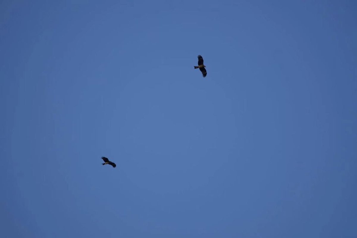 WilWoodStudio's tweet photo. Circling over my head

What kind of bird is this?

#wildlife #animallover #Ferret #animal #wild #animalloversunite #birds #bird https://t.co/pPqxDXSrQp