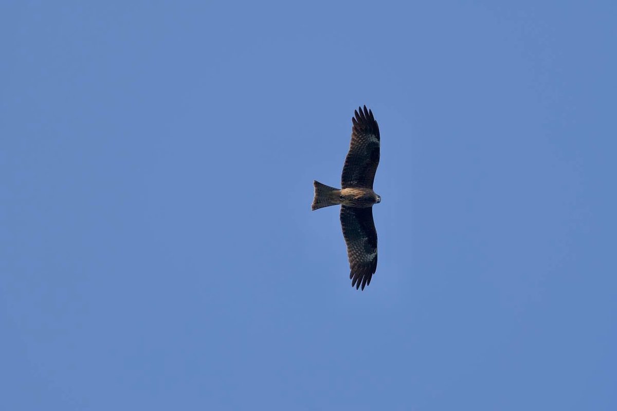 WilWoodStudio's tweet photo. Circling over my head

What kind of bird is this?

#wildlife #animallover #Ferret #animal #wild #animalloversunite #birds #bird https://t.co/pPqxDXSrQp