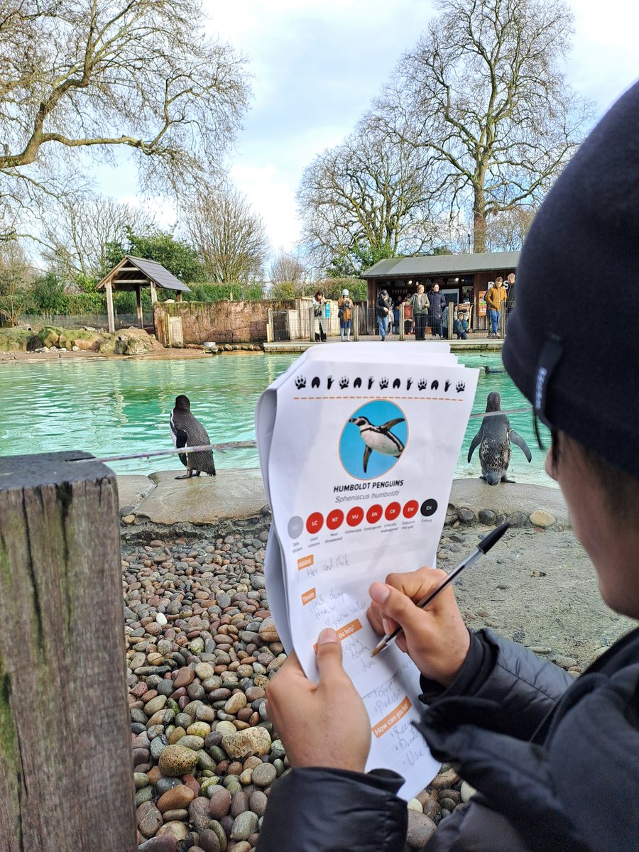 ZSL Learning (@zsl_learning) on Twitter photo This January, we will be running an exciting four-day course at <a href="/zsllondonzoo/">London Zoo</a> four young people living or studying in Camden! Students will gain an insight into how we care for our animals before getting the chance to design the perfect animal enclosure 🐯 londonzoo.coordinate.cloud/project/62814 This January, we will be running an exciting four-day course at <a href="/zsllondonzoo/">London Zoo</a> four young people living or studying in Camden! Students will gain an insight into how we care for our animals before getting the chance to design the perfect animal enclosure 🐯 londonzoo.coordinate.cloud/project/62814