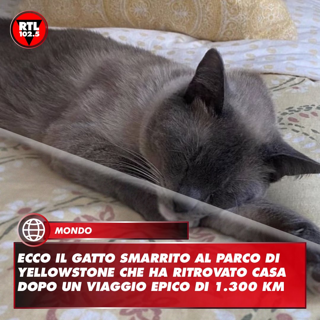 rtl1025's tweet photo. 🐱 A sorpresa, #RayneBeau ha intrapreso un incredibile viaggio per tornare in #California. Ritrovato ad agosto a #Roseville, a circa 300 km dalla sua casa, è stato identificato grazie al microchip da una volontaria di un rifugio e riportato dai suoi proprietari. https://t.co/rkVBli626i