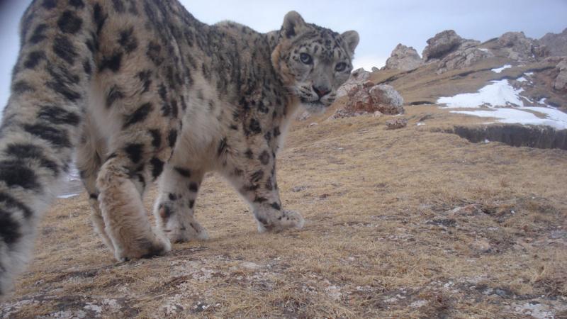 GreatNonprofits's tweet photo. Animal welfare champions! 🐾 @snowleopards a @GreatNonprofits top-rated nonprofit, is protecting and caring for animals. Support their mission: https://t.co/3Alo39xeLK #AnimalWelfare https://t.co/w2jHM6o0Fh
