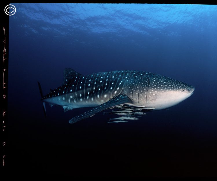 readthecloud's tweet image. คอลัมน์ #LifeonEarth คราวนี้ นัท สุมนเตมีย์ นำเอากล้องฟิล์มอย่าง #LargeFormat ออกมาโลดเล่นในรอบ 20 ปี ที่น้ำตกเขาสอยดาวตลอด 2 วัน 2 คืน แล้วเขาได้เรียนรู้อะไรบ้าง ติดตามได้ใน readthecloud.co/precious-shutt…