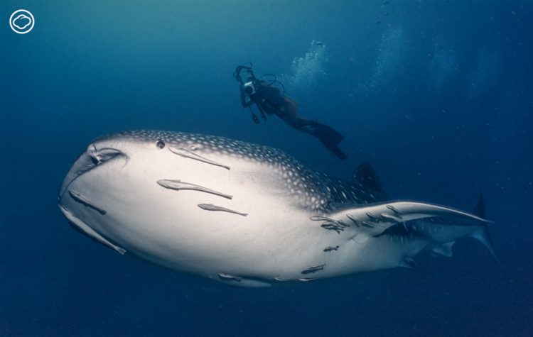 readthecloud's tweet image. คอลัมน์ #LifeonEarth คราวนี้ นัท สุมนเตมีย์ นำเอากล้องฟิล์มอย่าง #LargeFormat ออกมาโลดเล่นในรอบ 20 ปี ที่น้ำตกเขาสอยดาวตลอด 2 วัน 2 คืน แล้วเขาได้เรียนรู้อะไรบ้าง ติดตามได้ใน readthecloud.co/precious-shutt…