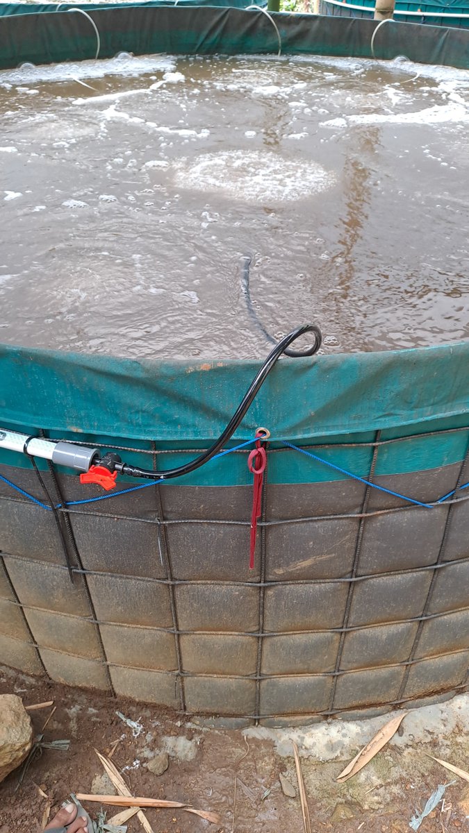 AgungDelly's tweet photo. Kamis ( 28 / 11 ) Delly Agung Rifansyah Luhkan Kabupaten Bogor, di Kelompok Cahaya Cukanggaleuh Desa Jambuluwuk Kecamatan Ciawi , Kegiaan Monitoring Usaha Pembesaran ikan Nila Kelompok dan Pelayanan Kesehatan Ikan. #giatluhkansatmingkalbogor #Kabbogor #Aktivitas #Budidaya https://t.co/oy7EmAOKaP