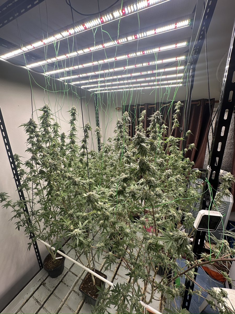 TRIPPINHERB420's tweet photo. Home Grow ก็ได้เเค่นี้เเหละเพื่อน🤟🏼
ปลอดสาร PGR ชัวร์ ❌☢️
Week 6 ⏰🗓️
ราคาหลัก xx

Tea time 
Turffle cake 
Vampire slayer 
Blueberry Cherie's 
DIRZ 
Black sherbet Runtz
Permanent chimera 
Flavor burst  
สอบถามเพิ่มเติมได้ที่👇🏼
https://t.co/v1o8Ky4KPm
#กัญชา
#นครพนม
#กัญชานครพนคร https://t.co/q2cxVlLLTA
