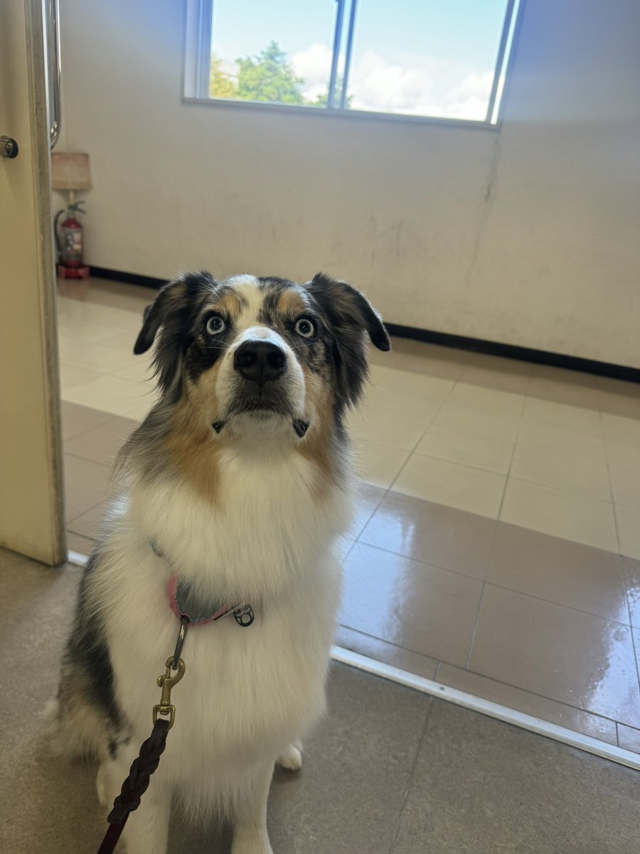 MTR_AM_KGR's tweet photo. 同一犬……？ https://t.co/HuFOeDvCgm