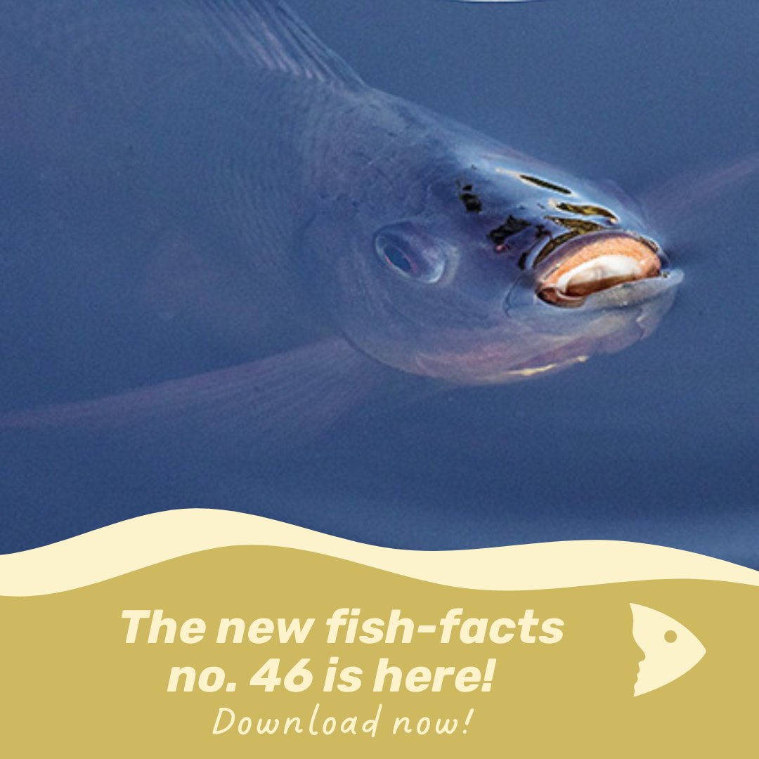 🐟 The new fish-facts no. 46 is here! Find out more about the Nile tilapia in the wild, improvements for fish welfare in aquaculture and the challenges of indoor salmon farming.

Read now and find out more! 👉 fair-fish.net/fish-facts/

📷: fair-fish