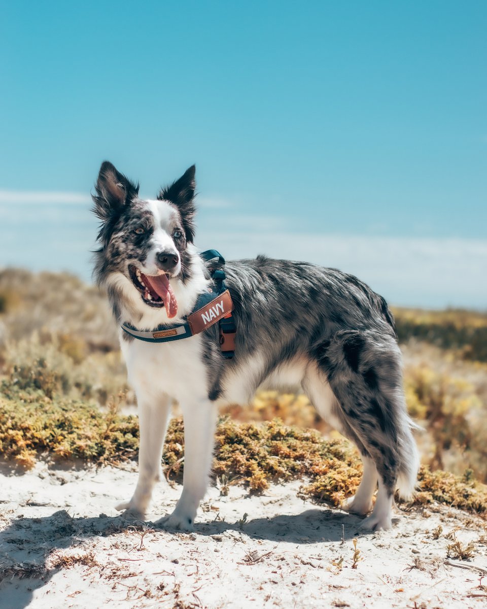 The Express Harness;

- Quick to fit
- Easy to adjust 
- Inner EVA Padding 
- Moulded Grab Handle 
- Reflective Trim
- Stainless Steel D-ring

Simple, Effective and the Ultimate All-Rounder

#ezydog #dog #dogs #dogharness #harness #adventure