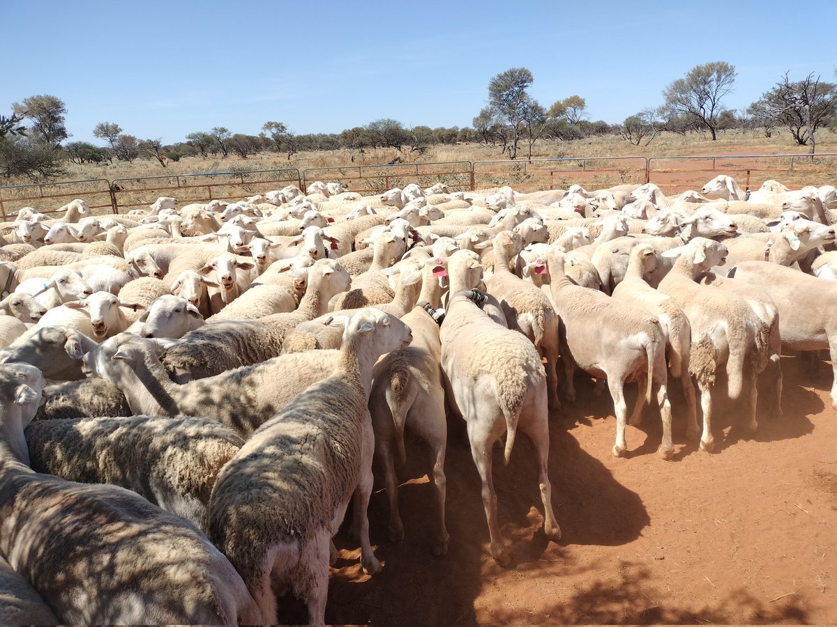 At Yuin Station-Murchison today for the last year of the heat stress trial ! Temps> 40°C but we weighed/condition scored/scanned 400+ ewes, biosensored some and deployed weather stations. Big thanks to the Foulkes-Taylor families for their support. 
<a href="/shade_shelterAU/">Shade & Shelter research project</a> <a href="/MurdochUni/">Murdoch University</a>