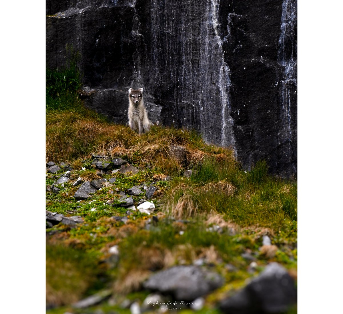 visranewildlife's tweet photo. In the heart of the Arctic summer, this fox sheds its snowy winter coat, donning a new look to blend seamlessly with the rocky, green terrain—a true master of seasonal transformation.
#arcticfox #wildlifetransformation #arcticsummer #natureadaptation #wildlifewonders #arcticbeauty #foxseason #animaladaptations #naturephotography #arcticwildlife
@AnimalPlanet @NatureIn_Focus @NHM_WPY