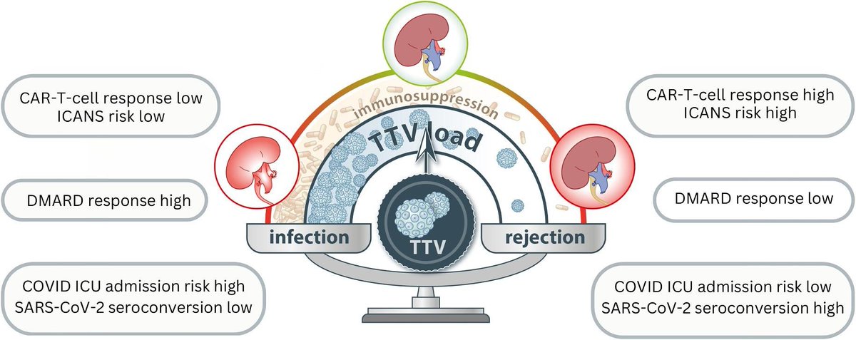 NDTsocial's tweet photo. Torque Teno Virus–guided monitoring of immunosuppressive therapy

🆓https://t.co/HsrzuazvwF

➡️This is a promising &amp; innovative strategy for monitoring the status of the immune system in solid organ transplantation as well as autoimmune, infectious &amp; oncologic diseases https://t.co/yLJwuL75NO