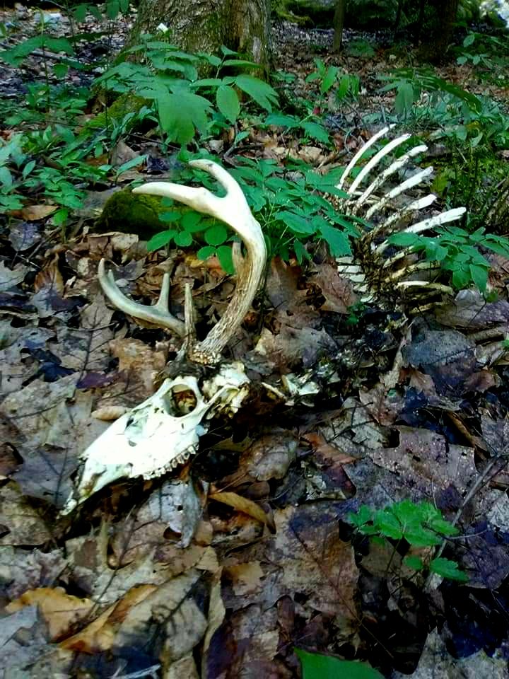OllieTabooger79's tweet photo. I'm going to post old cell pics this week. Aside from the #CountdownToFreedom posts,you're gonna see the photos that inspired me to buy my first camera. 
They're not very good 🤣
This is a withered buck that I stumbled upon while walking "off the path" https://t.co/h8JWpQXodQ