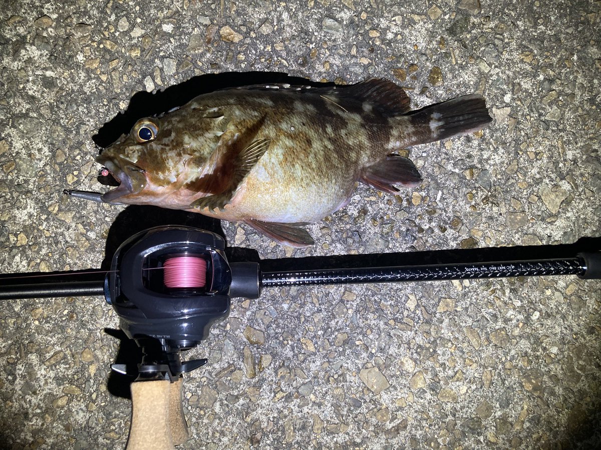 jeross_Chamile's tweet image. 腹パンマグナム！

もうそんな季節なのね☃️

#ライトゲーム
#ガシリング
#ヤマイ
#ステキ針
#Rock_Fish_WGH  Size2
#XROS_SENSITIVE
#XSC_74RT_PRO THE SABATO