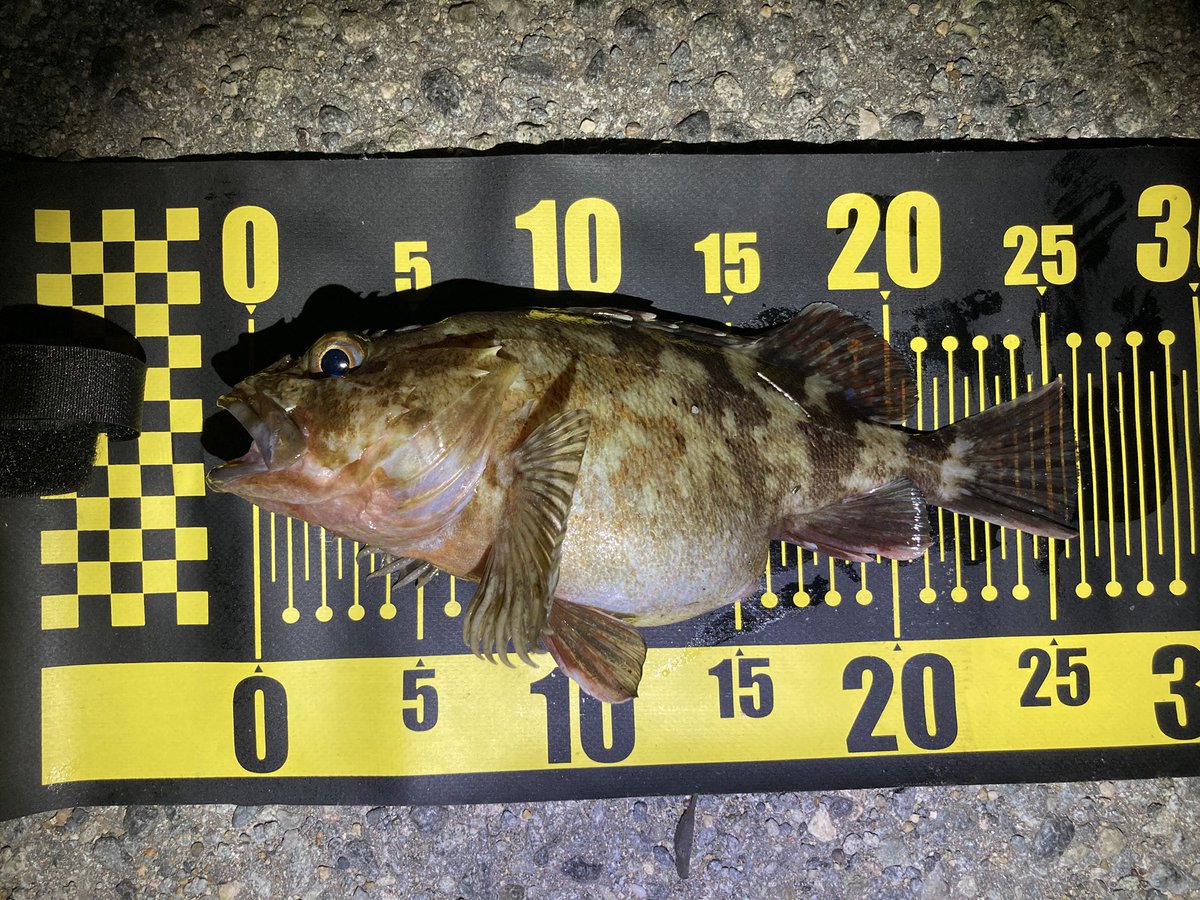 jeross_Chamile's tweet image. 腹パンマグナム！

もうそんな季節なのね☃️

#ライトゲーム
#ガシリング
#ヤマイ
#ステキ針
#Rock_Fish_WGH  Size2
#XROS_SENSITIVE
#XSC_74RT_PRO THE SABATO