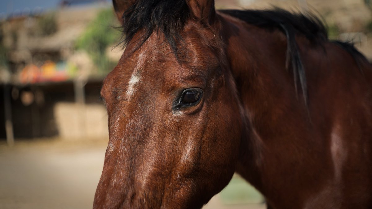 Echeyde’s resilience is inspiring! 🐴 After a tough past, he’s now the first resident of our retirement paddock—a safe haven for horses in need. 💙 Sponsor him &amp; help us rescue more! 
#HorseRescue #Sanctuary