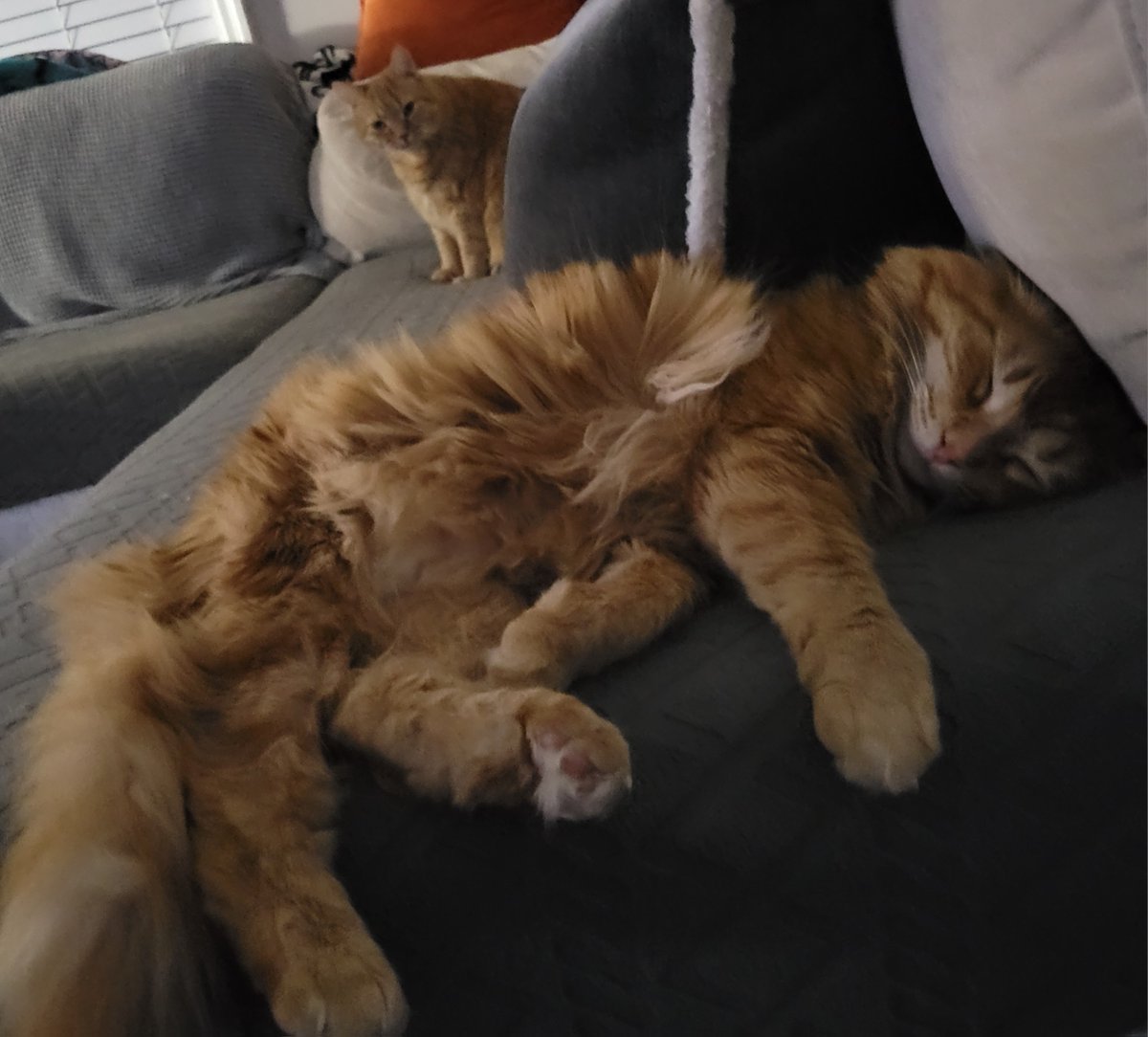 NornQueenKya's tweet photo. Someone took Clementines spot near the heater vent https://t.co/RPTuc3BxOx