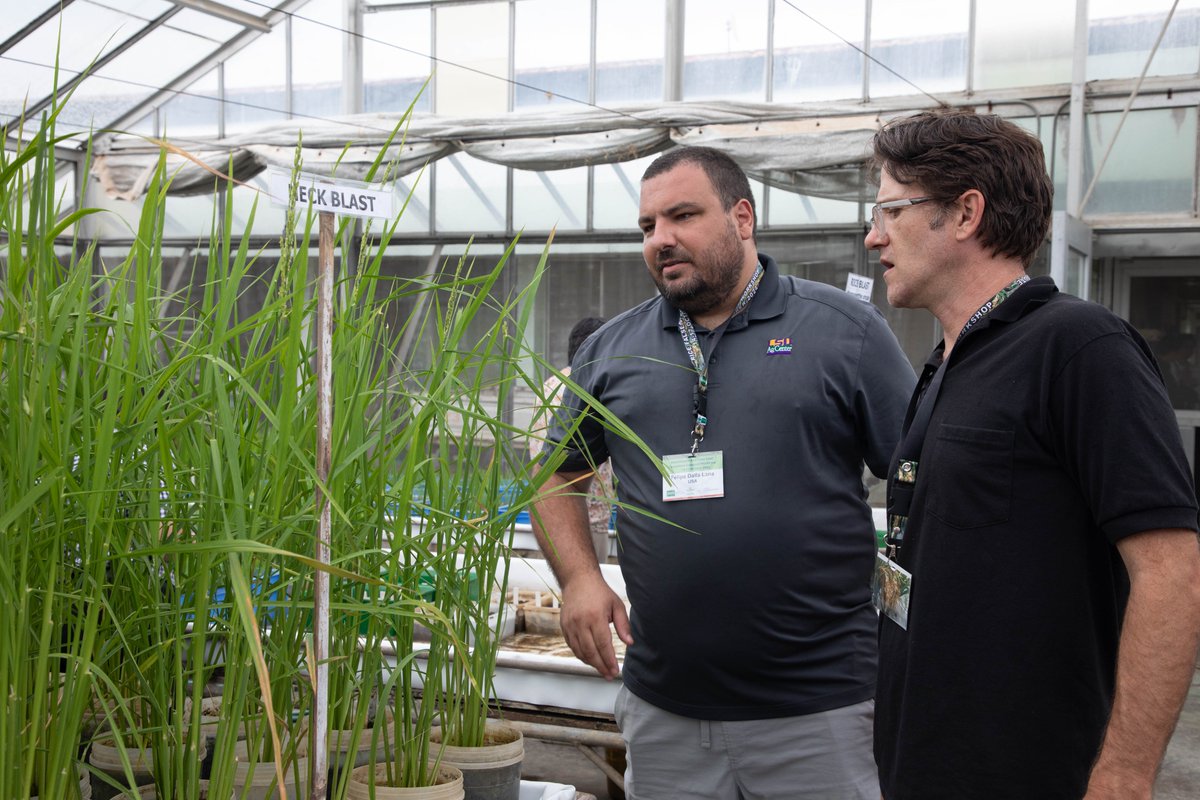 A disease called false smut is posing a growing threat to the global rice crop, and LSU AgCenter scientists are part of an international group working to learn more about the problem.

Full article: tinyurl.com/yc3aj8ph