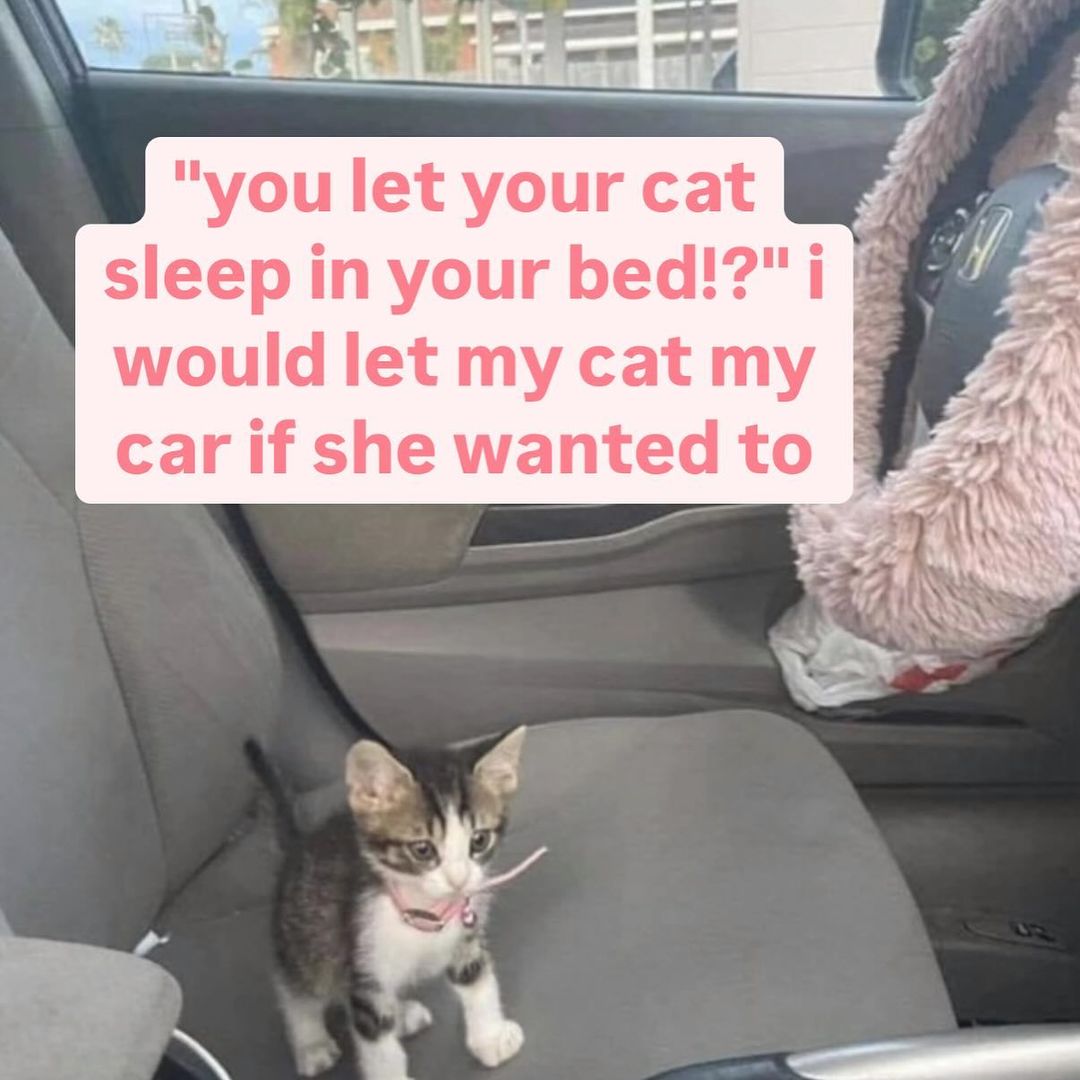 smol silly cat tweet media