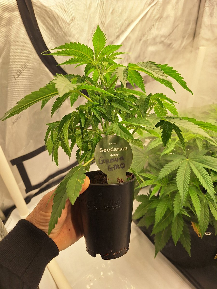 muskoka_grower's tweet photo. Guava root X gmo from @SeedsmanSeeds insane growth in the bud cup #budtrainer #seedsman #medicalmarijuana https://t.co/ZaOD6aco2h