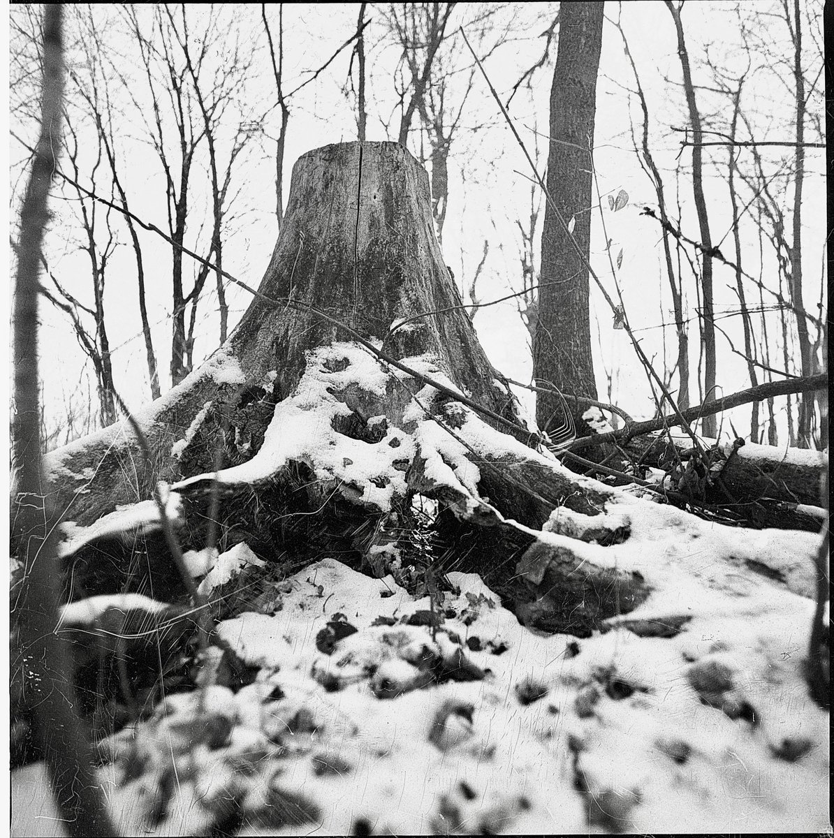 frozen_f8's tweet photo. Took this roll on Shanghai GP3 and now I understand why it is a terrible film stock ๐
๐ท Hasselblad 500CM & 40mm
๐๏ธ Shanghai GP3
โ๏ธ Ilfotec DD-X
#believeinfilm #filmpgotography #Hasselblad500CM #Hasselblad40mmf4 https://t.co/VhC2jrXCSK