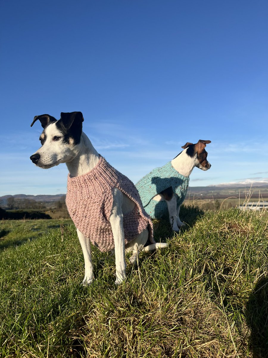 Arnbeg's tweet photo. Minus temperatures warranted their Arran jumpers being worn 🥶
#arnbegfarmstayscotland #jackrussell #dogmodels https://t.co/fE8cwgJYtO