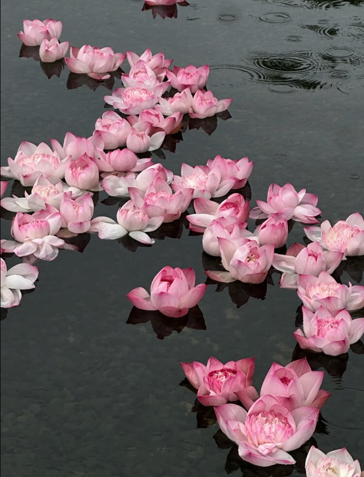 𓆩♡𓆪 tweet media