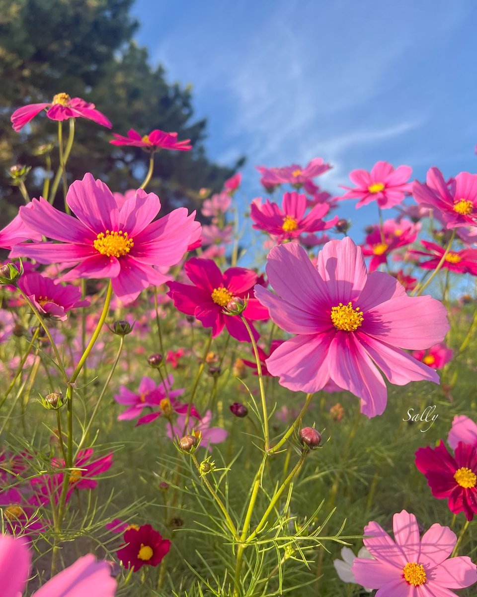 If something makes you happy, increase the dose 🌸🌿