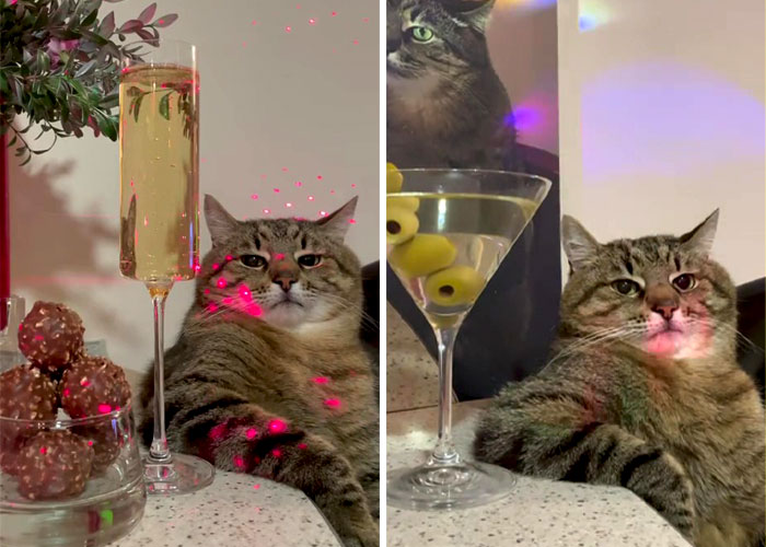0xVairocana's tweet photo. https://t.co/iWbo43xeDj

gambling $Stepan abit,   extremely famous cat on instagram, i personally have seen couple of his videos from the algorithm.

likes to do that bar pose  

#Stepan https://t.co/jF6vioKcZG