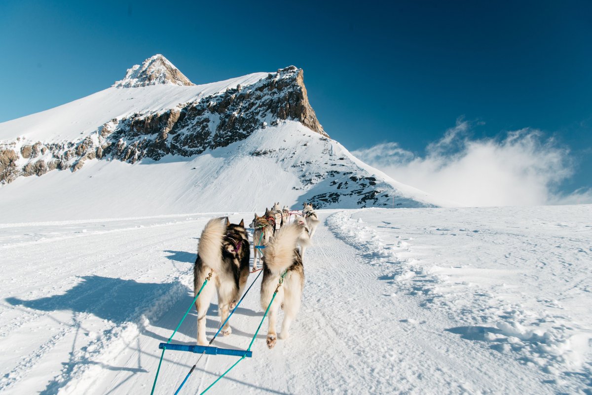 Travel Switzerland (@travel_ch_) on Twitter photo 🐾Paws on the snow, noses in the air - it’s time for a dogsled adventure upon the glacier! At Glacier 3000, a team of huskies will whisk you across a stunning winter landscape, with breathtaking alpine views.
Details: buff.ly/3lvzFO7
📸 <a href="/Glacier_3000/">Glacier 3000</a>
#TravelSwitzerland 🐾Paws on the snow, noses in the air - it’s time for a dogsled adventure upon the glacier! At Glacier 3000, a team of huskies will whisk you across a stunning winter landscape, with breathtaking alpine views.
Details: buff.ly/3lvzFO7
📸 <a href="/Glacier_3000/">Glacier 3000</a>
#TravelSwitzerland