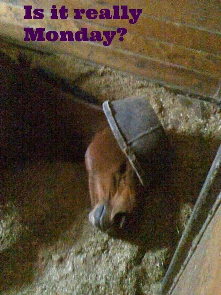 horseimage's tweet photo. https://t.co/6eNbESfsha