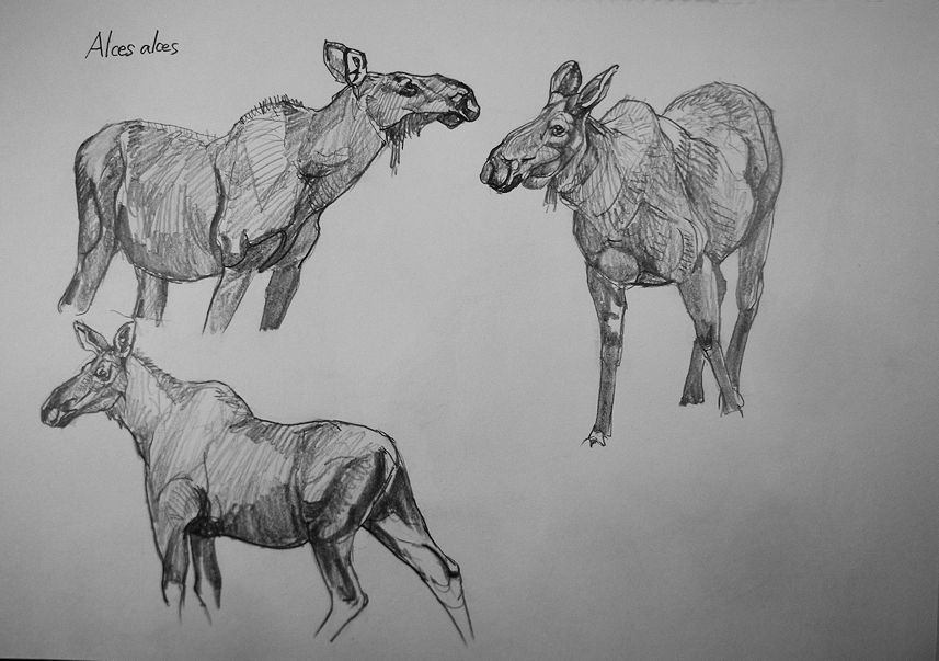 haiiromizunagi's tweet photo. いつもの所ⅠとⅡで #ヘラジカ #Moose #Elk #Alces #Deer を #大人の鉛筆 で #スケッチ #ドローイング。本種の姿をもう少し愉しみたかった為、次頁も続ける事にした。雌を3ポーズ描いたが、角が無いとは言え、他のシカには感じない独特の重量感を自分なりに追っていくのは面白かった。明日はこの続き‥ https://t.co/ucQxdI6fTU