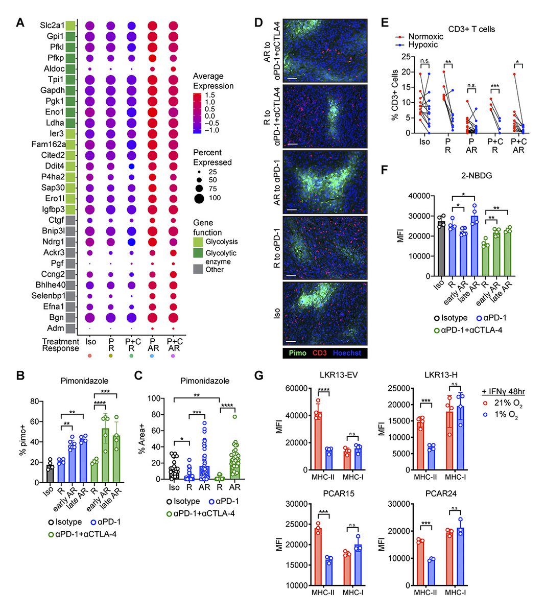 JExpMed's tweet image. New work by Robles-Oteíza, @Tcellogic, Politi @YaleCancer et al. provides a rationale for targeting tumor metabolic features, such as #hypoxia, in combination with immune checkpoint inhibition. hubs.la/Q02ZlHmT0

#SolidTumors #TumorImmunology #Metabolism #Immunotherapy