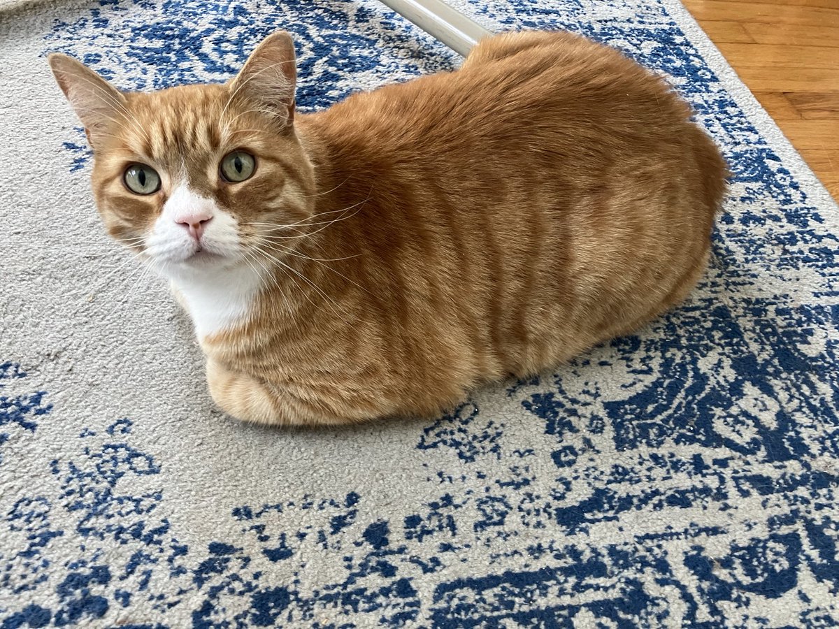 AmyCalder17's tweet photo. Thurston, my office mate. https://t.co/k8Of8MuPD6