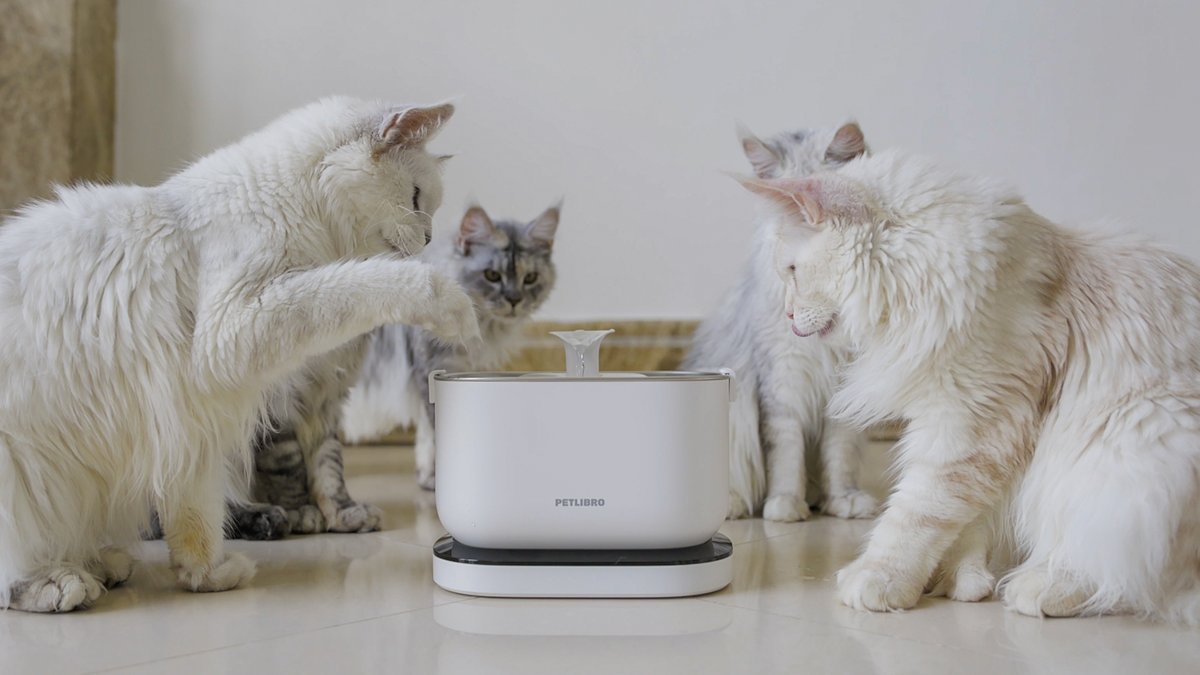 Felis Gallery by Robert Sijka tweet media