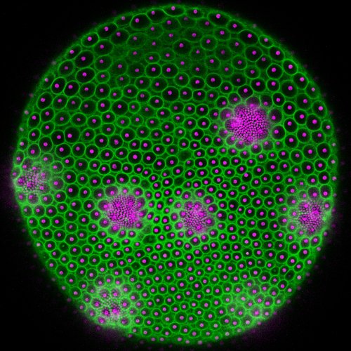 armin_hallmann's tweet photo. New preprint on bioRxiv about the growth of #extracellular #matrix (#ECM): Fusing #YFP with a key ECM protein, #pherophorin II, allows the first quantitative study of stochastic ECM geometry and growth dynamics in the #microalga #Volvox.
https://t.co/w2bZL06tZI https://t.co/uIwbNdsg3s