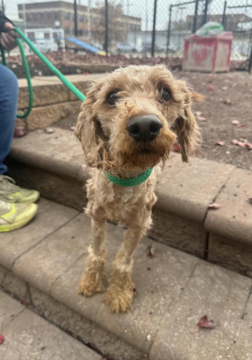 Since everyone always asks...

YES, we do have small dogs!

And lots of them at that.

Stop by our shelter to meet these sweethearts (and others not pictured!) today. ❤
-
🏠 The Pennsylvania SPCA
📍 350 E Erie Ave., Philadelphia, PA 19134
⭐️ Kennel #3079