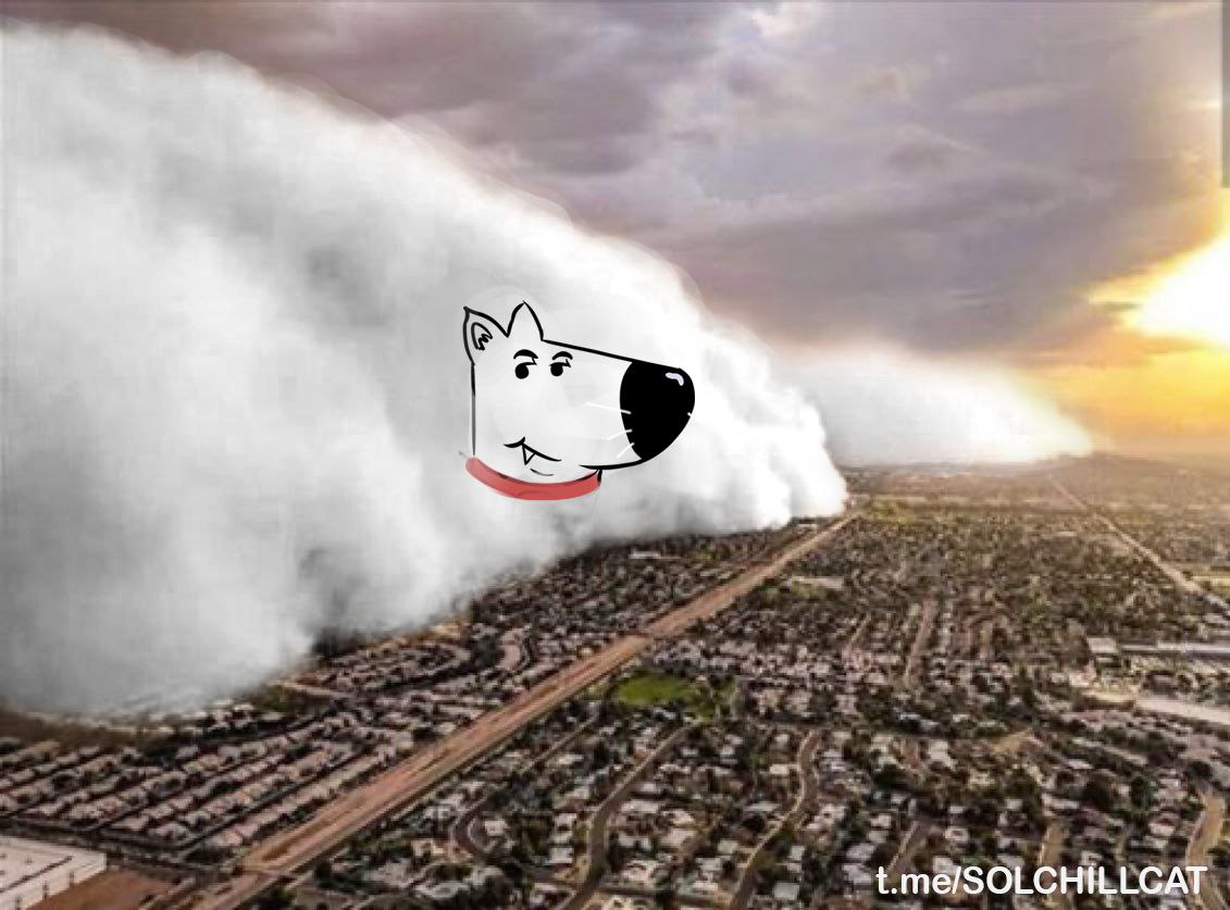 ChillCatX's tweet photo. Don't forget your cat @chillguycto https://t.co/MgNo08QaYG