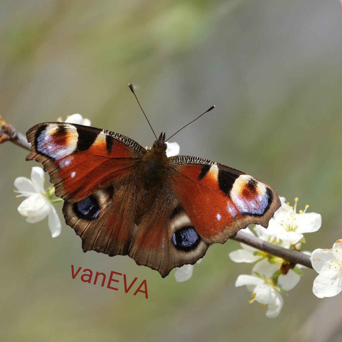 e_vanEVA's tweet image. #NieuweProfielfoto