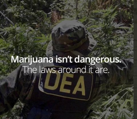 daviddinenberg's tweet image. The fact that the laws surrounding #Cannabis are more dangerous than Cannabis itself tell us all we need to know about our government! #LegalizeIt #CannabisCommunity #Mmemberville