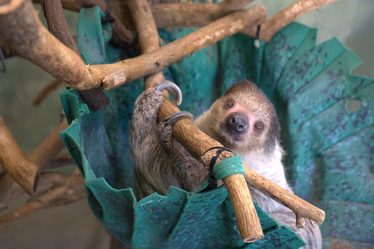 LouZooSloths's tweet image. When will @hallmarkchannel come out with a #Slothmas movie?