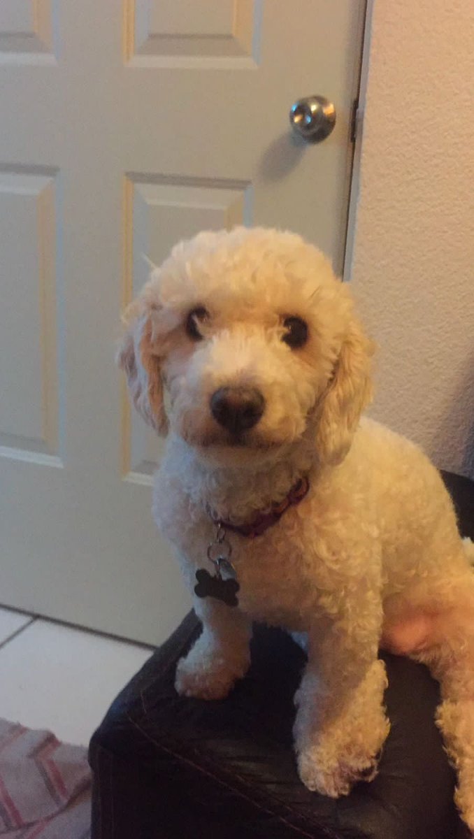 alkambat's tweet photo. @PrrosPerdidosMX #perrosperdidos ayuda, se perdió mi perrita Luna en cdmx, colonia del parque, ayudame a encontrarla. Trae un suéter navideño color rosa, es super amorosa y miedosa. https://t.co/Fs2XYSWbWl