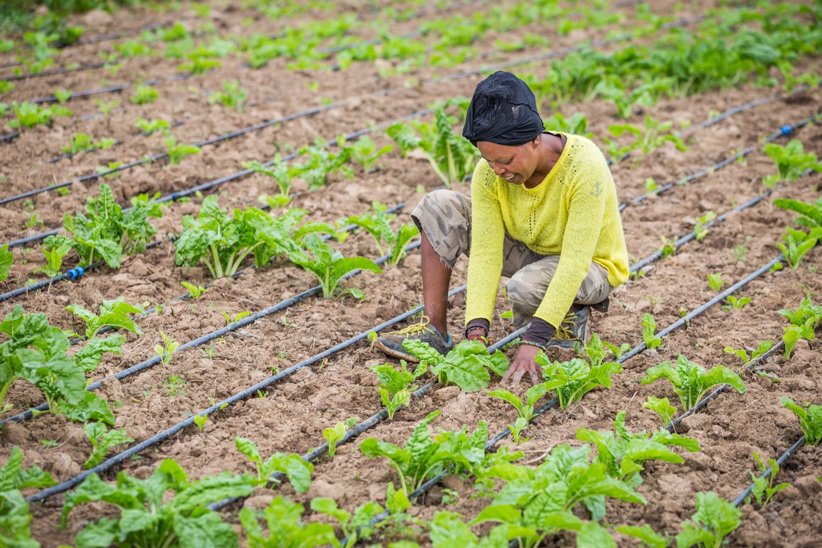 n 2021, $600 billion of climate finance was allocated, but only 2% was deployed with a gender lens. At Shell Foundation, we want to see cross-cutting change across our programmes and the clean energy sector. Applying a gender lens in targeting and project designs safeguards our