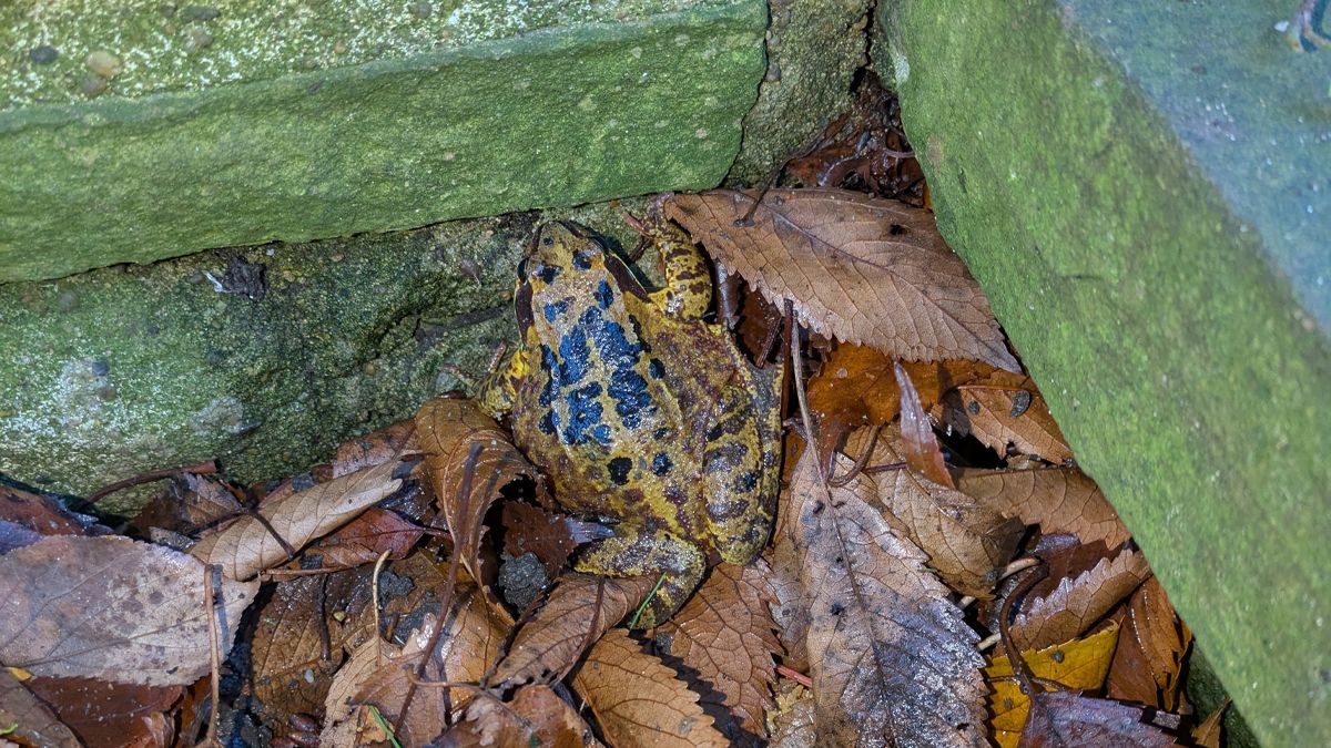 CharterhouseEC1's tweet photo. Very excitingly Justin our Head Gardener spotted a Common Frog in Norfolk Gardens recently, probably looking for a warm place to hibernate for the winter! 

#NatureLovers #naturephotography #commonfrog https://t.co/SgToI8cRsW