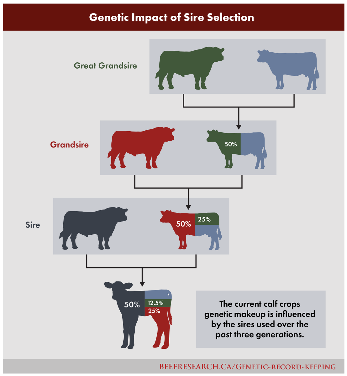 87.5% of the genetic makeup of the current calf crop is influenced by the sires used over the past three generations.

The BCRC's free e-course, Records for Tracking Genetic Improvements, provides a guide to help with selection decisions. Enroll today.⬇️
beefresearch.ca/blog/courses/g…