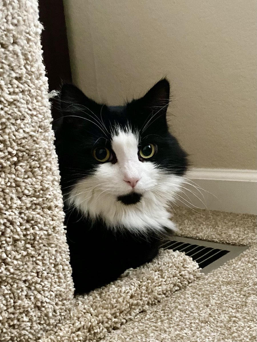 MemeCat99014509's tweet photo. 🐾 Expediting the #KittyLoafMonday
    baking 🍞 process this morning by
    hanging out by the warm air vent.
    Should be ready soon!👍😋😺🐾
   
            🖤⛄️🤍😽~Sally

#CatsOfX #CatsOfTwitter #CatsAreFamily #TuxedoCats #MondayCats #PetsOfX #PetsOfTwitter #Cats #Pets https://t.co/Zkinnp62Ap