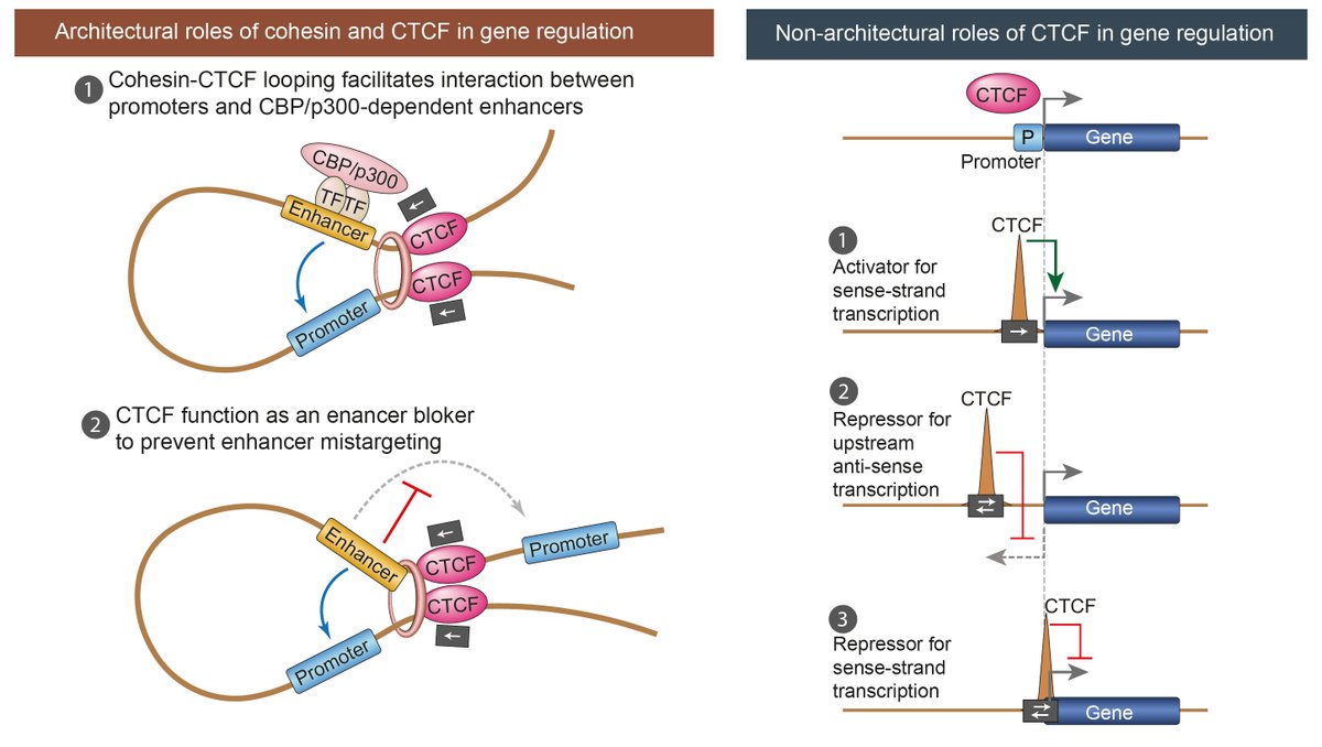 Choudhary Lab CPR tweet media