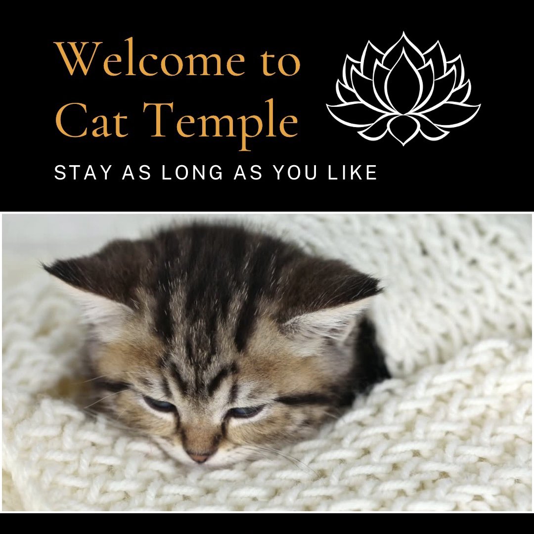 jacobdmundell's tweet photo. Here’s 15 seconds of Zen to help you take on your Monday.
I hope you are well, you deserve it.
#CatZen #ZenCat #Cat #Cats #Zen #Mondays #Meditate #Calm #Relax #Breath #BreathingExercise https://t.co/T5Vl6XM2ZN