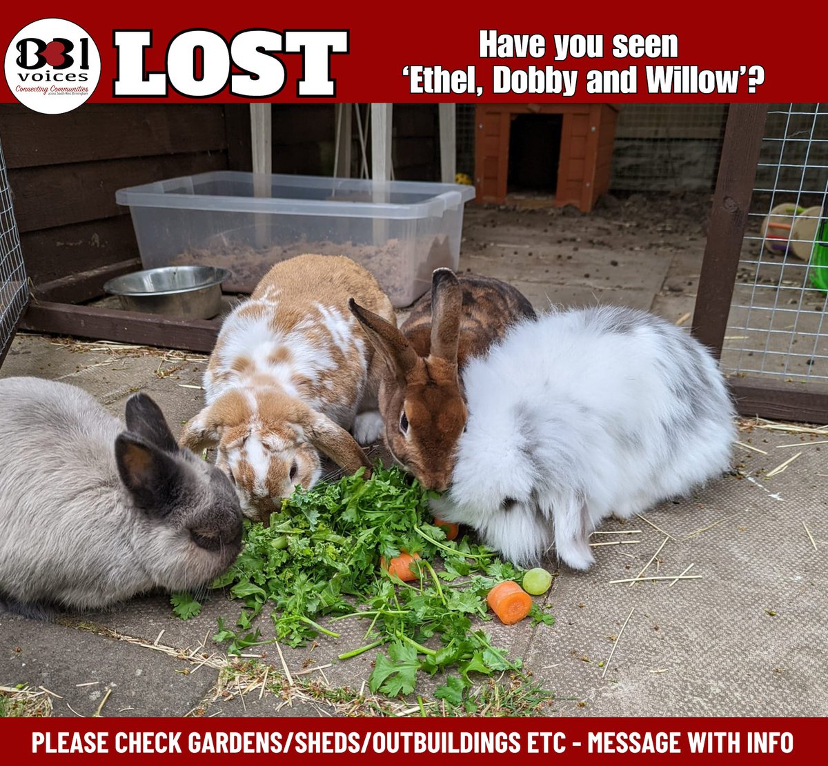B31Voices's tweet photo. π° 3 Rabbits - Dobby (grey) Ethel (brown & white) Willow (dark brown)
π 8th December
π Longbridge Lane β #Longbridge
βΉοΈ Eve-Primrose Bowen: "We think the wind has caught the shed door and they've all escaped π’
#SWBrumLOST
#LostPets
#LostRabbits
#Birmingham
#BirminghamUK
#B31Voices #BVoices