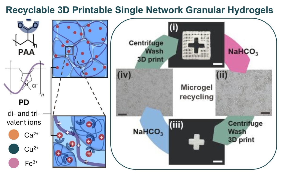 Go check out our latest research on recyclable 3D printable hydrogels!! ♻️ Microgels are electrostatically crosslinked with a polyelectrolyte and can be reinforced with ions to form durable, self-healing underwater structures, ideal as damper or actuator!🌊pubs.rsc.org/en/Content/Art…